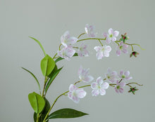 Waterfall Begonia/Decorfur