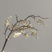 Wattle Seeds/Decorfur
