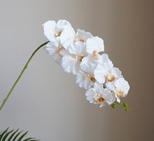 Queen's Orchid/Decorfur