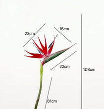 Bird of Paradise/Decorfur