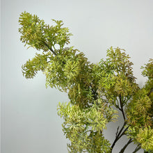 Ivory Canopy/Decorfur