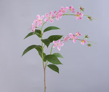 Waterfall Begonia/Decorfur