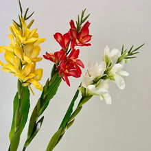 CannaLush/Decorfur
