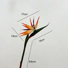 Bird of Paradise/Decorfur
