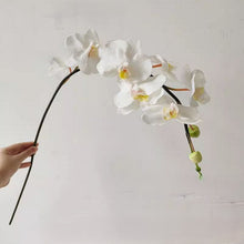 Opal Orchid Whimsy/Decorfur