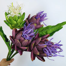 Tropique Royale/Decorfur
