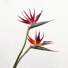 Bird of Paradise/Decorfur