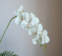Queen's Orchid/Decorfur