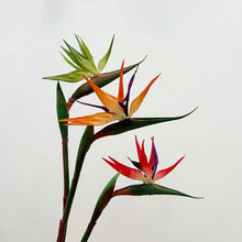 Bird of Paradise/Decorfur