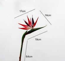 Bird of Paradise/Decorfur