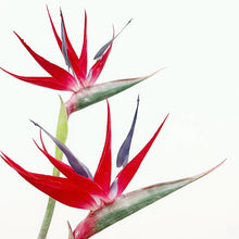Bird of Paradise/Decorfur