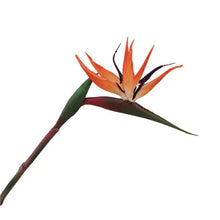 Bird of Paradise/Decorfur