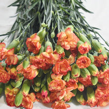 Multi-Headed Carnations Flower Sticks (Bunch)