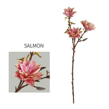 Three Head Lucky Star Magnolia