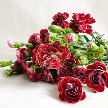 Multi-Headed Carnations Flower Sticks (Bunch)