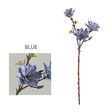 Three Head Lucky Star Magnolia