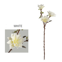 Three Head Lucky Star Magnolia