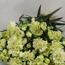 Multi-Headed Carnations Flower Sticks (Bunch)