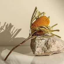 Bankwood Dry Flower Stick (Set of 2) | artificial flowers - Decorfur