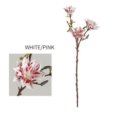 Three Head Lucky Star Magnolia