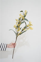 Eucalyptus fruit Stick (Single Stick)