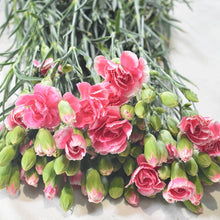 Multi-Headed Carnations Flower Sticks (Bunch)