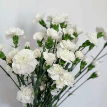 Multi-Headed Carnations Flower Sticks (Bunch)