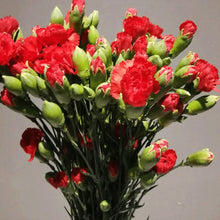 Multi-Headed Carnations Flower Sticks (Bunch)