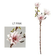 Three Head Lucky Star Magnolia