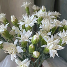 Multi-Headed Carnations Flower Sticks (Bunch)