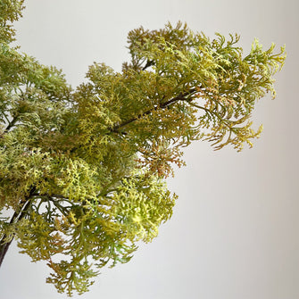 Ivory Canopy/Decorfur