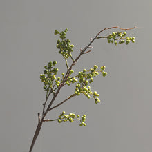 Wattle Seeds/Decorfur