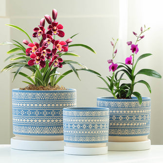 Striped Phalaenopsis Flower Pot