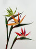 Bird of Paradise/Decorfur