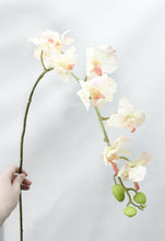 Rubber Bandai Orchid Artificial Flower (Single stick)