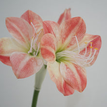 Clivia Flower (Single Stick)