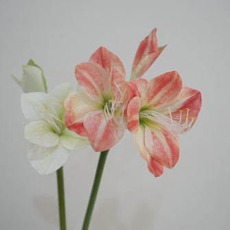 Clivia Flower (Single Stick)